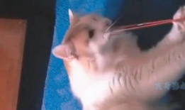 世界上最搞笑的视频,盘点那些让人捧腹大笑的搞笑视频